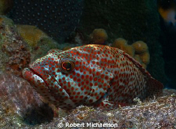 Rock Hind shot with Canon S95 single strobe by Robert Michaelson 